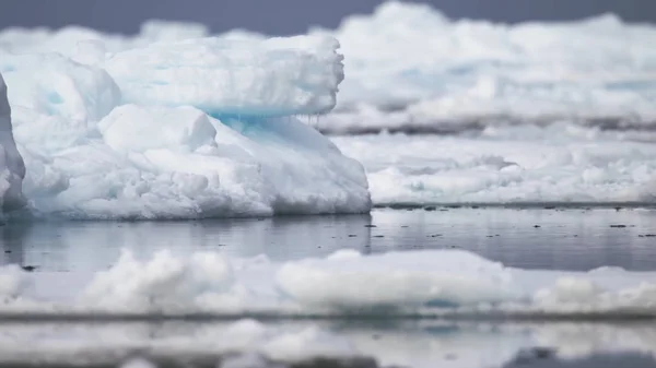 Arktik Okyanusu Bahar Eriyen Buz Kütleleri Vahşi Doğa — Stok fotoğraf