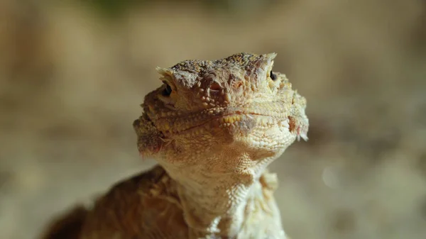 Voyager Russie Région Mer Caspienne Gros Plan Lézard — Photo