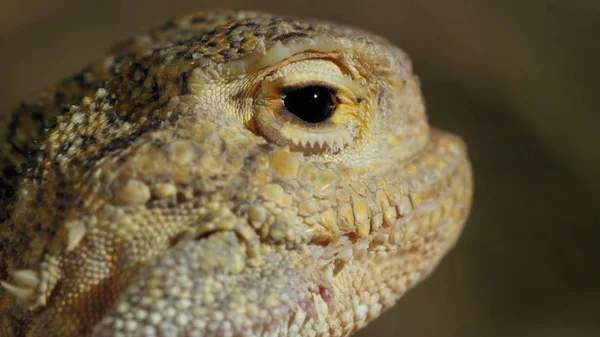 Voyager Russie Région Mer Caspienne Gros Plan Lézard — Photo