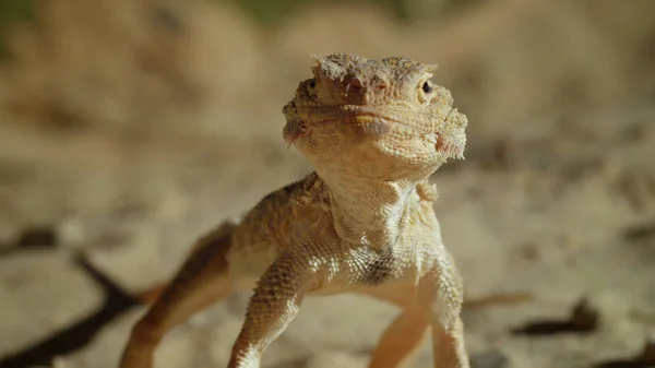 Traveling Russia Caspian Sea Area Lizard Rock — Stock Photo, Image