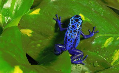 Peru 'da seyahat. Mavi Kurbağa (Dendrobates azureus)