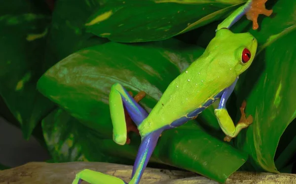 Voyager Pérou Grenouille Yeux Rouges Agalychnis Callidryas — Photo