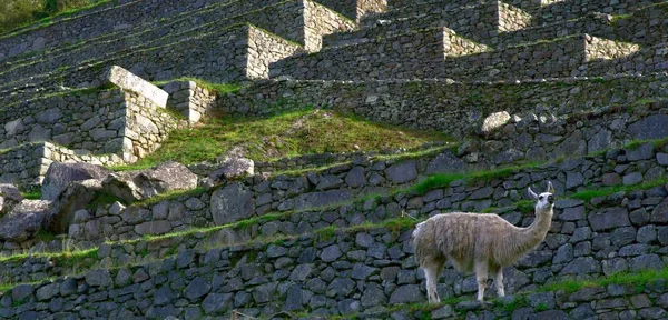 Traveling Peru Surroundings Ancient City Machu Picchu — Stock Photo, Image