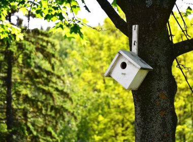 Ağaçta beyaz ahşap kuş evi. Duvar kağıdı olarak kullanılabilir.