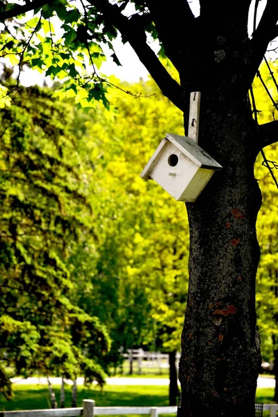 Witte Birdhouse in de schaduw van een boom. — Stockfoto