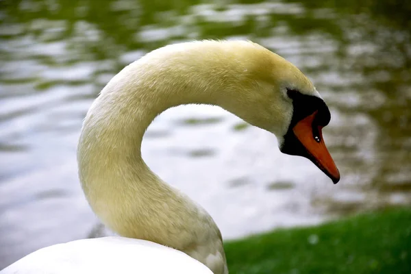 Vit svan på sjön i stadsparken. Närbild. — Stockfoto