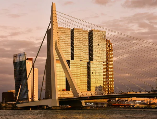 Rotterdam Hollanda Eylül 2019 Erasmusbrug Diğer Adıyla Swan Gün Batımında — Stok fotoğraf