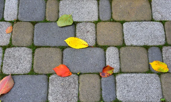 Каменная Дорожка Осенними Листьями Естественное Освещение Текстура — стоковое фото