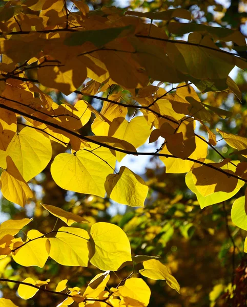 The sun breaks through the autumn yellow leaves. Bright background.