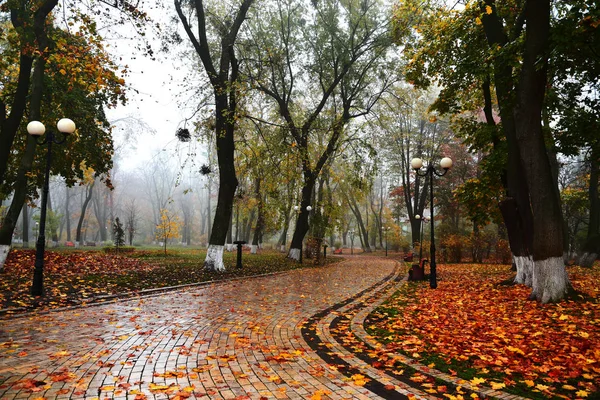 Sonbahar Sisli Parkında Sabah Yürüyüşü Parlak Arkaplan — Stok fotoğraf