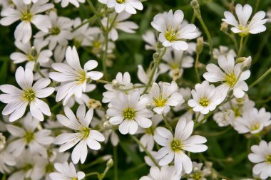 Beyaz kır çiçeklerinin fotoğrafı. Yakın plan. Macro vuruldu. Parlak yaz arkaplanı.