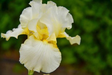 Yeşil çimenli bir arka planda Iris çiçeği. Macro vuruldu. Yakın plan. Parlak yaz arkaplanı.