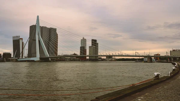 Rotterdam Hollanda Eylül 2019 Erasmusbrug Köprüsü Günbatımında Kuğu Rotterdam Rıhtımı — Stok fotoğraf