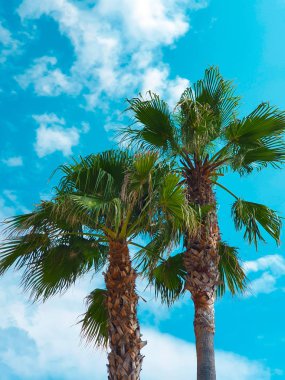 Mavi bir gökyüzü önünde palmiye ağaçları