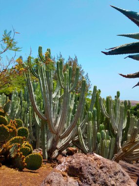 Fuerteventura Kanarya Adaları 'ndaki Dev Kaktüs
