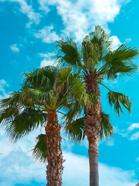 Palmeras Frente Cielo Azul — Foto de Stock