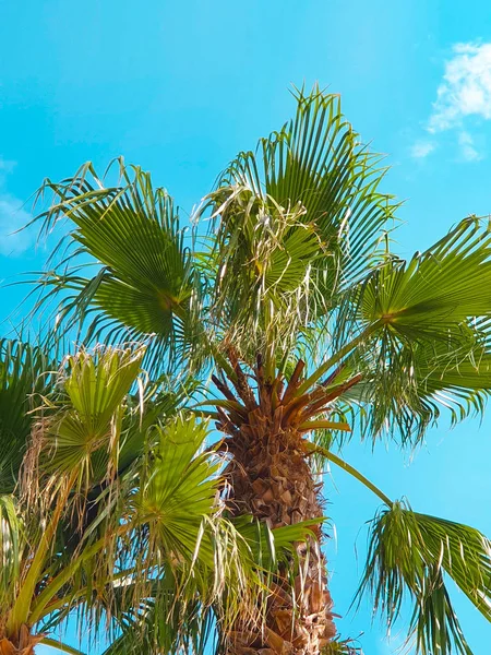 Palmiers Devant Ciel Bleu — Photo