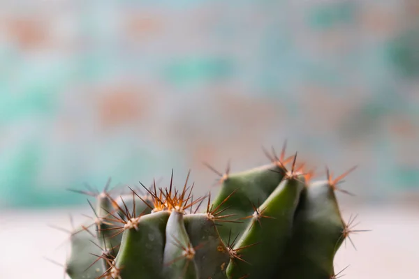Tutup Dari Sebuah Kaktus — Stok Foto