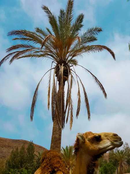 Портрет Дромадера Перед Пальмой — стоковое фото
