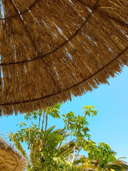 Árvore Uma Redução Guarda Sol Contra Belo Céu Azul — Fotografia de Stock