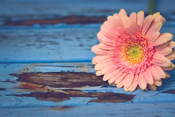 Kayısı Renginde Bir Gerbera Çiçeği Eski Mavi Ahşap Üzerinde — Stok fotoğraf