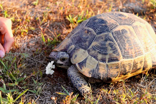 tortoise smells on white wildflower