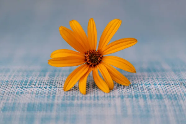Flor Amarilla Sobre Fondo Azul — Foto de Stock