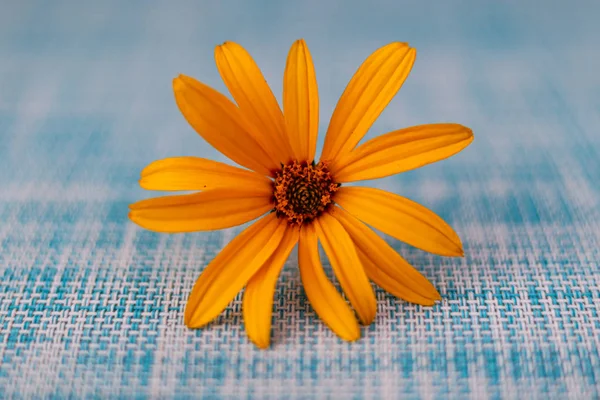 Flor Amarilla Sobre Fondo Azul — Foto de Stock