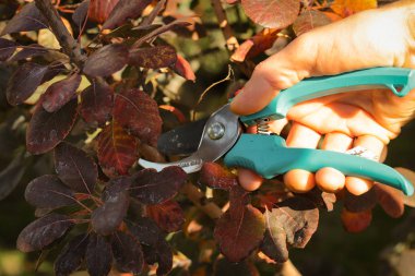 Adam bahçede çalıları kesiyor.