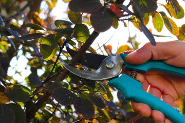 Adam bahçede çalıları kesiyor.