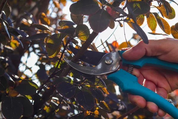 man cuts shrubs in the garden