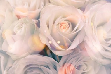 Romantik güller arka plan olarak yakın plan