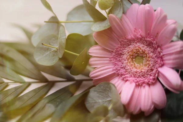 Gerberas Rosadas Envueltas Eucalipto Con Bokeh Claro Concepto Para Tarjetas — Foto de Stock