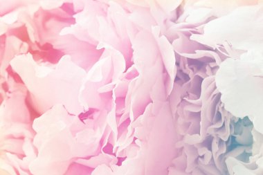 Şakayık çiçeğinin yakınına, gradyanı olan.