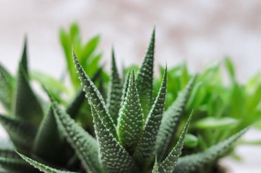 Sulu, bitki konseptine yakın.