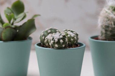 Beyaz bir masada saksıda üç farklı kaktüs.