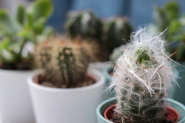 Cacti Berbeda Dalam Pot Bunga Pada Tabel Putih Fokus Pada — Stok Foto