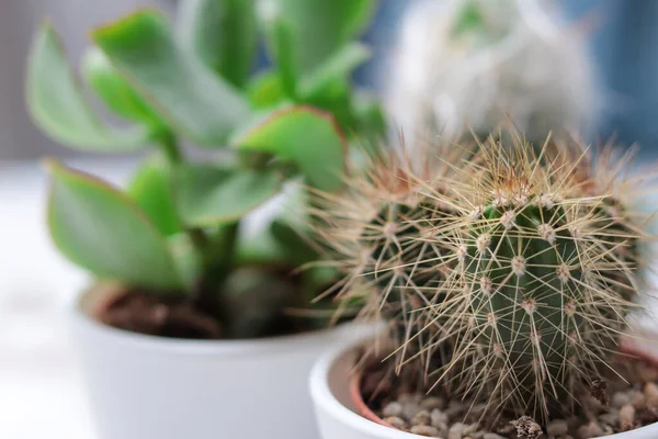 Cacti Berbeda Dalam Pot Bunga Pada Tabel Putih Fokus Pada — Stok Foto