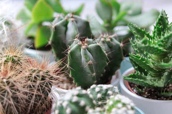 Tutup Dari Cacti Yang Berbeda — Stok Foto