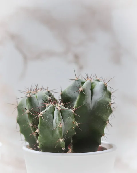 Menutup Dari Kaktus Dalam Pot Bunga Putih — Stok Foto