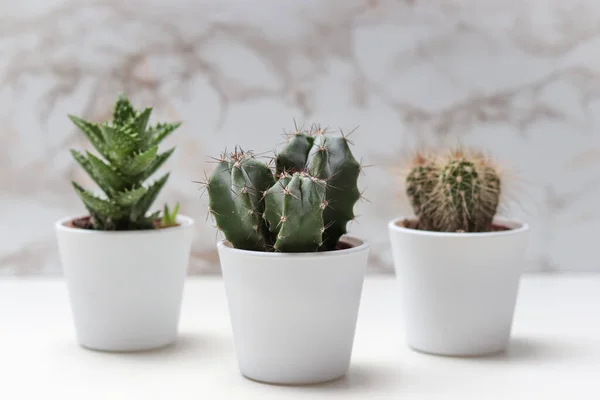 Tiga Kaktus Berbeda Dalam Pot Bunga Atas Meja Putih — Stok Foto