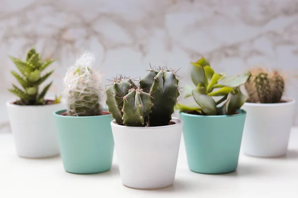 Cacti Berbeda Dalam Pot Bunga Pada Tabel Putih — Stok Foto