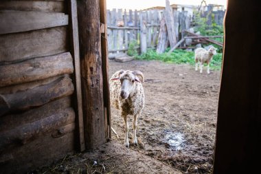 Bir koyun ahıra bakar ve eski ahşap bir çitin arkasında durur.