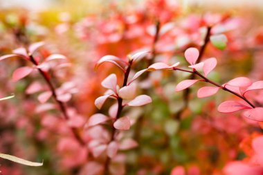 Sonbaharda kırmızı yapraklı renkli ve parlak bitkiler ve bulanık bir arka plan.