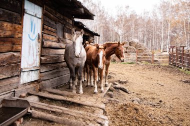 Birkaç genç at büyük otlaklarında yürüyor.