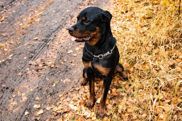 Собака сидит на земле среди желтых осенних листьев — стоковое фото
