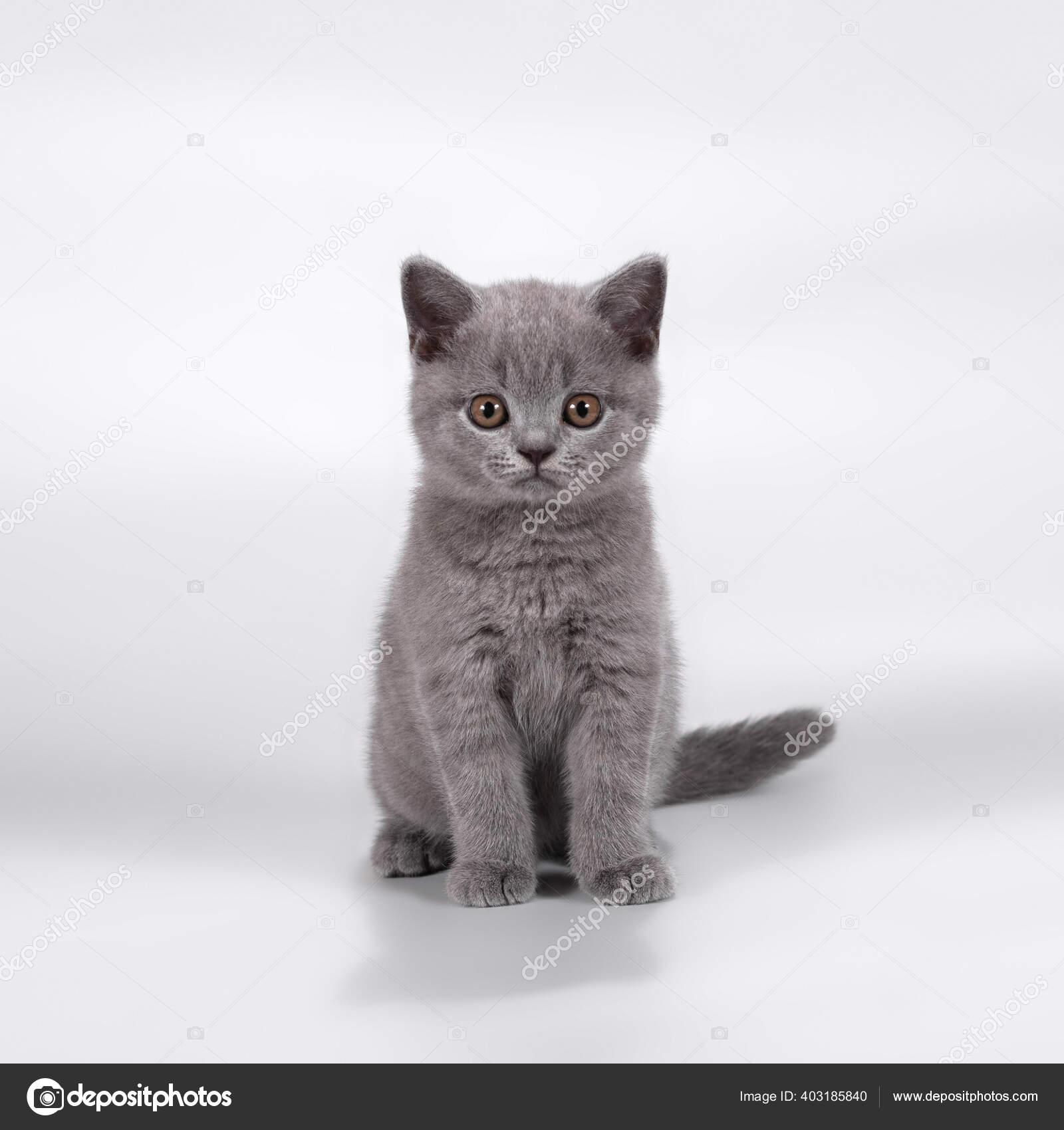 Grit Omgekeerd Beperking Stockfoto's van Brits korthaar kittens, rechtenvrije afbeeldingen van Brits  korthaar kittens | Depositphotos