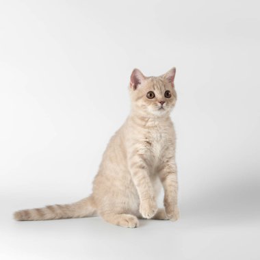 Stüdyonun arka planında İngiliz kısa kedileri var.