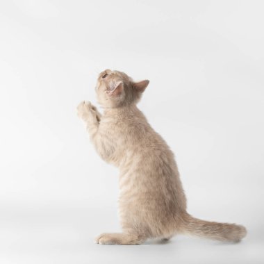 Stüdyonun arka planında İngiliz kısa kedileri var.