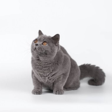 Stüdyonun arka planında İngiliz kısa kedileri var.